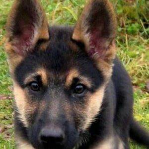 Meet your Posher, Phil